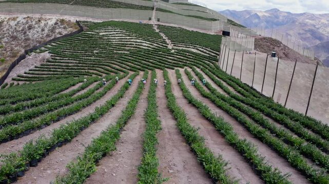 "Aerial View of Blueberry Fields in Peruvian Highlands &ndash; 4K UHD"