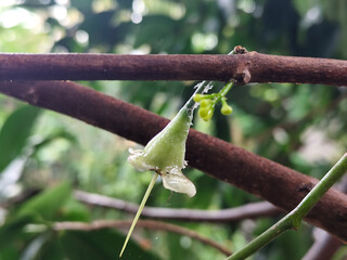 Water guava flower buds look fresh after the rain.	
