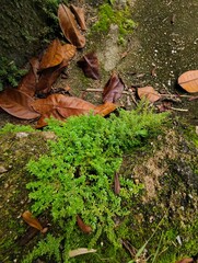 green leaf