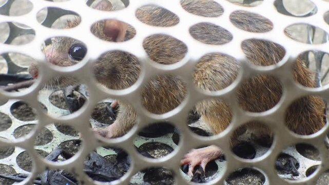 rat trapped in an iron cage