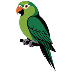 vector illustration of a parrot