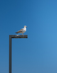 Seagulls resting on a lamppost. blue sky background.