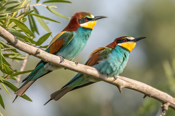 Fototapeta premium Two European bee-eaters perched on a branch, vibrant teal and golden yellow plumage. Close-up view, showcasing intricate details of iridescent teal feathers