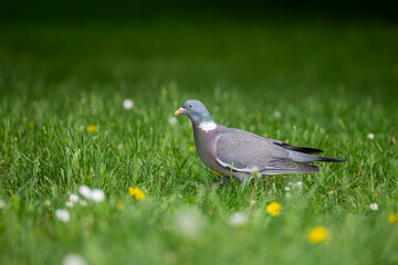 Common wood pigeon, Columba palumbus. Popular bird of European cities