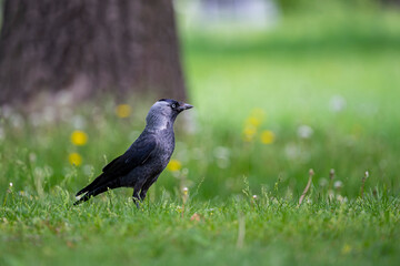 Eurasian jackdaw, Corvus monedula. Popular bird of European cities