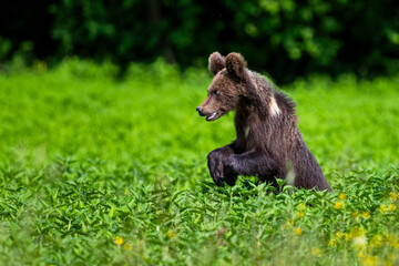 Brown Bear, Ursus arctos, in a meadow in the Bieszczady Mountains in Poland.