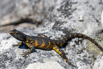 Cape Crag Lizard from Table Mountain South Africa