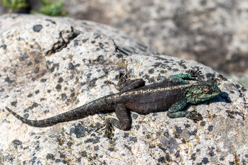 Southern Rock Agama basking on rock