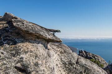Southern Rock Agama basking on rocks, Table Mountain South Africa