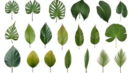 Obraz premium Nature's Stunning Variety in One Shot The Ultimate Collection of Leaf Designs You Won't Believe These Leaves A Leaf for Every Mood Nature's Masterpieces Unveiled