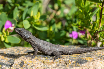 Black Girdled Lizard from Table Mountain South Africa