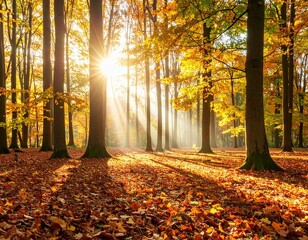 Sunlight streams through tall trees in a forest during autumn with leaves covering the ground below