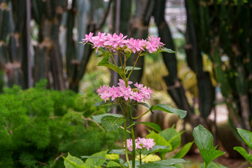Close-up photo of pink hydrangeas in bloom in early summer