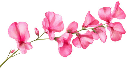 Delicate pink carnation flowers in full bloom with soft ruffled petals isolated on white background
