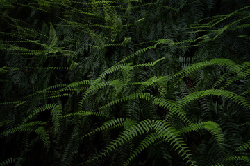 Elegant Ferns Growing in a Moist Forest Floor in Kyoto, Japan