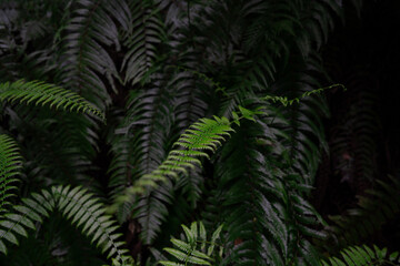 Elegant Ferns Growing in a Moist Forest Floor in Kyoto, Japan