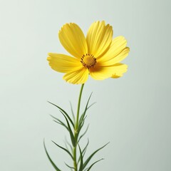 Obraz premium Single yellow cosmos flower. Green stem, light background. Isolated floral bloom. Close-up shot showcases delicate beauty. Spring, summer, garden themes. Minimalism, natural style.