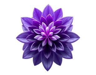 Stunning Purple Dahlia Isolated on Transparent Background