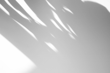 shadow overlay effect of natural tree leaves and window shadow over on white wall background,realistic summer abstract shadow overlay