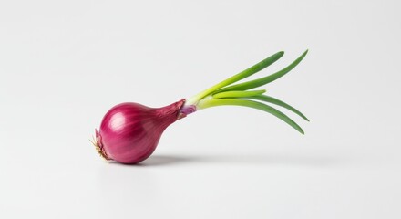Minimalist Still Life of Shallot with Sprout on White Background