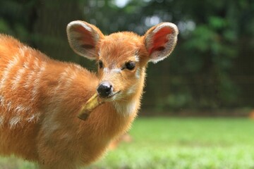 portrait of a cute sitatunga