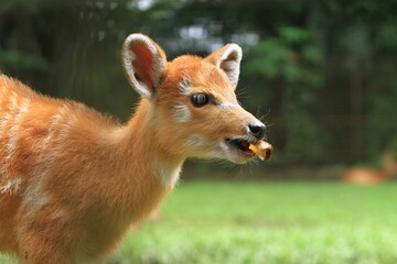 portrait of a cute sitatunga