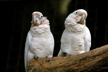 a pair of white crested cockatoos on a black background