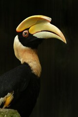 side portrait of a hornbill on a black background