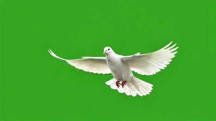 White bird Dove flying on green background. Green screen vfx
