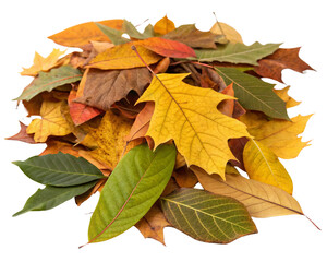 Fototapeta premium autumn maple leaves