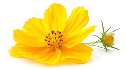 Yellow cosmos flower and bud isolated on white background