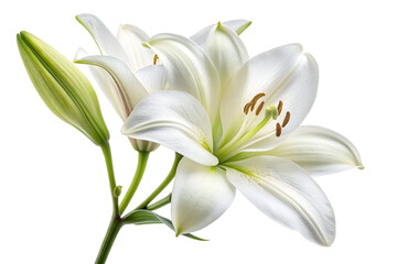 Obraz premium white lily isolated on white
