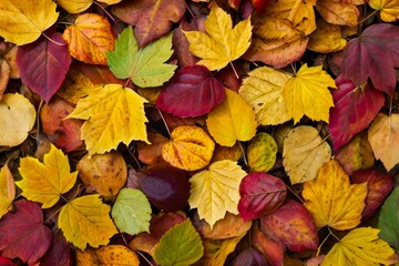colorful leaves background in autumn time