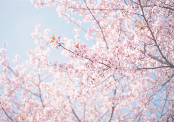 Cherry blossoms bloom abundantly with a clear sky providing a beautiful spring view