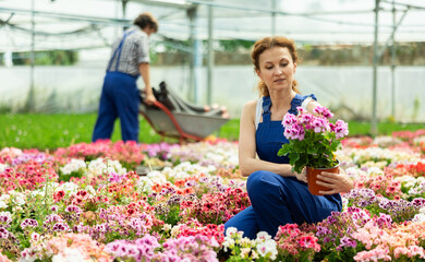 Female worker inspects a pot of geraniums in a greenhouse. Gardener checks the leaves of the flower...