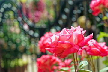イングリッシュガーデンの薔薇