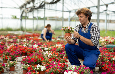 Male worker in a garden hypermarket holds a pot of flowers in hands. Greenhouse worker checks plant...
