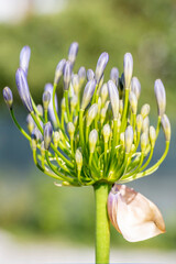 Close-up view of an agapanthus flower blooming in spring, against a blurry background