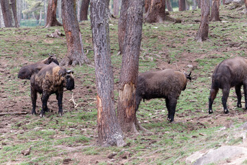 Close up of takin