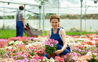 Female worker inspects a pot of geraniums in a greenhouse. Gardener checks the leaves of the flower...