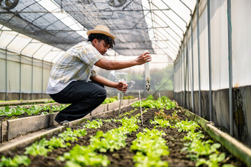 Agricultural student man inspecting lettuce in greenhouse, Sustainable farming inside greenhouse garden, Greenhouse vegetable farming activity