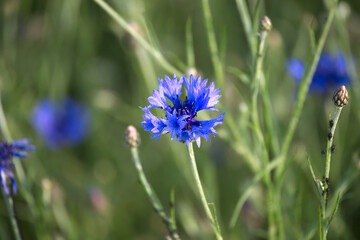 A stunning cornflower showcases its vibrant blue petals in the sunlight, a delightful floral scene.
