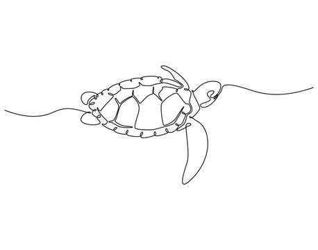 Continuous one line drawing of sea turtle. One line drawing illustration of sea turtle. World sea turtle day concept single line. Editable outline - Powered by Adobe