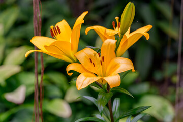 Fototapeta premium Close-up photo of a yellow Fire lily (Lilium bulbiferum) flower in bloom in early summer