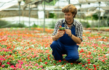 Male farm worker caring for flowers of the Balsaminaceae genus in a greenhouse