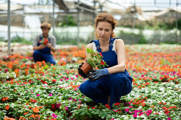 Female garden hypermarket worker arranges a Balsam flower for sale. Saleswoman holds plants for...