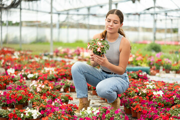 Young woman chooses flowers for her home in greenhouse. Visitor to a flower hypermarket buys...