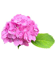 雨上がりの紫陽花B