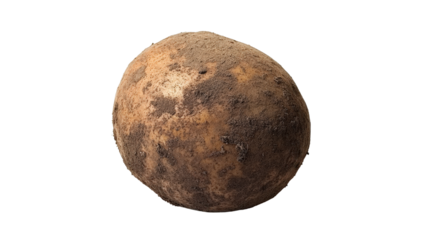 Brown russet potato with rough skin and natural soil marks, Transparent background, PNG file