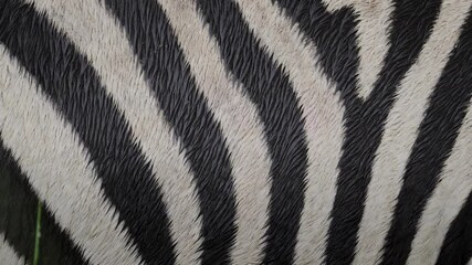 Zebra, Hoofed, Mammal, Stripes